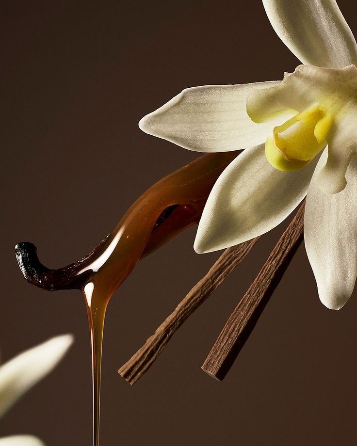 Vanilla orchid flower with a Grade A pod and dripping vanilla extract